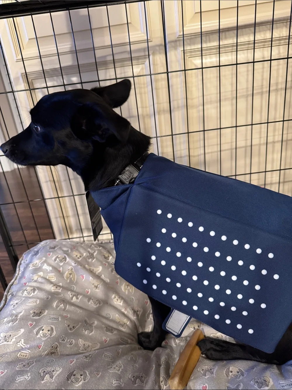 Heart To Tail navy blue